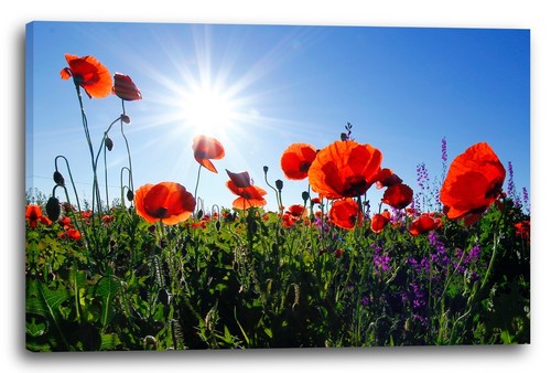 Lein wand bild blumenbilder - lein-wand-bild,