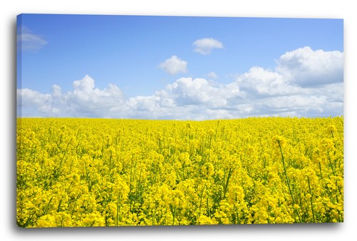 Wandbild blumenbilder - wandbild,