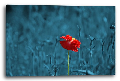 Wandbild blumenbilder - wandbild,