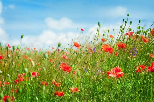 Wandbild mohnblumen auf - auf, dem