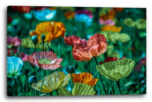 Wandbild blumenbilder - wandbild,