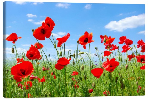 Leinwandbild rote mohnblumen - leinwandbild,