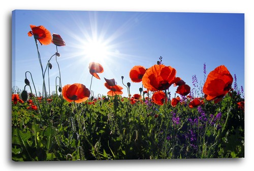 Wandbild blumenbilder - wandbild,