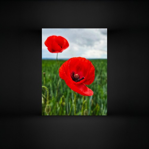 Mohnblumen foto x 20cm - foto,