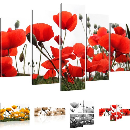 Bilder mohnblumen auf - mohnblumen, der