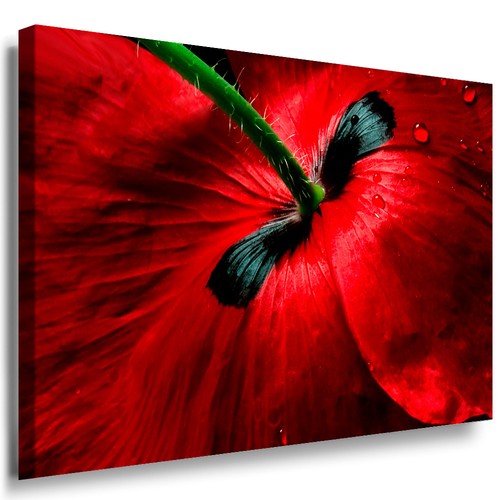 Wandbild mohn blume rot - blume,