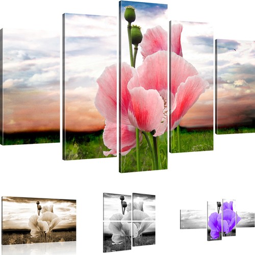 Bilder mohnblume auf der wiese - der,