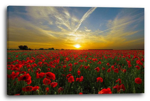 Wandbild blumenbilder - wandbild,