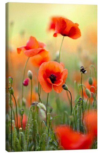 Leinwandbild mohnblumen iii - mohnblumen,