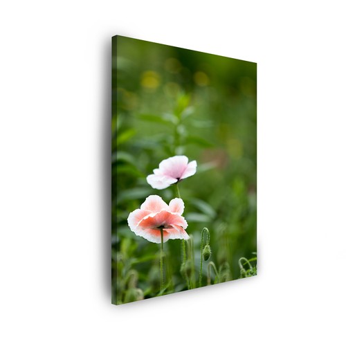 Leinwand bilder pflanzen - leinwand-bilder,