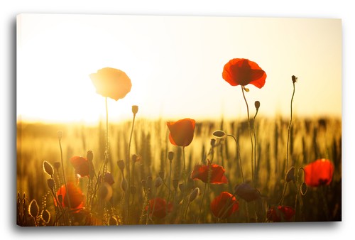 Wandbild blumenbilder - wandbild,